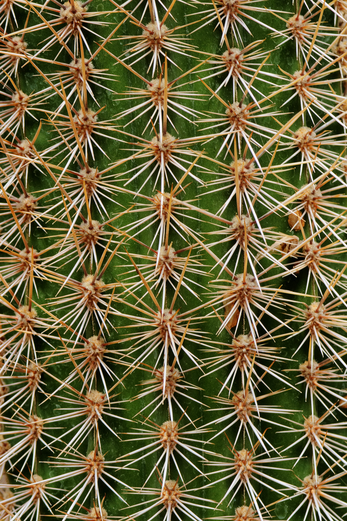 cactus symétrique