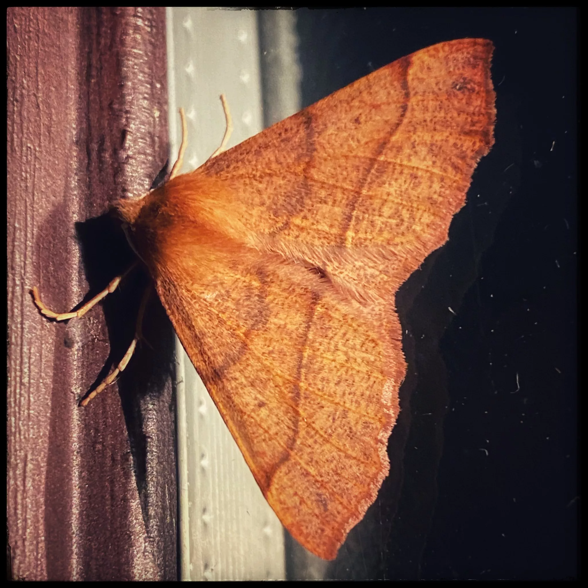 papillon de nuit sur la fenêtre